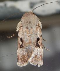 Ariathisa abyssinia