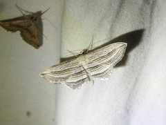 Arcobara multilineata