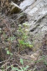 Kitagawia terebinthacea