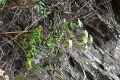 Kitagawia terebinthacea