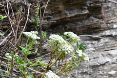 Kitagawia terebinthacea