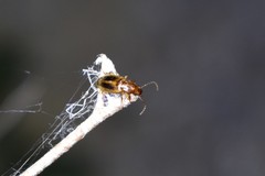 Dicheirotrichus