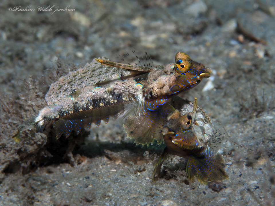 Lancer Dragonet