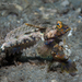 Lancer Dragonet - Photo (c) Pauline Walsh Jacobson, some rights reserved (CC BY), uploaded by Pauline Walsh Jacobson
