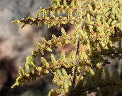 Cheilanthes parviloba