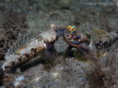 Lancer Dragonet photo 5