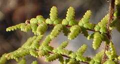 Cheilanthes parviloba