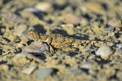 Phrynocephalus helioscopus