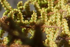 Cheilanthes parviloba