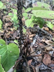 Corallorhiza striata