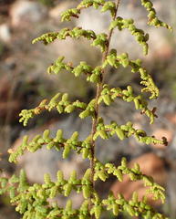 Cheilanthes parviloba