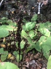 Corallorhiza striata