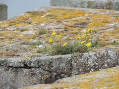 Reichardia picroides