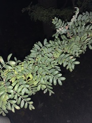 Caragana arborescens