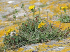 Reichardia picroides