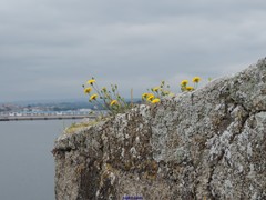 Reichardia picroides