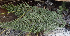 Cheilanthes parviloba