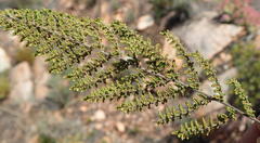 Cheilanthes parviloba