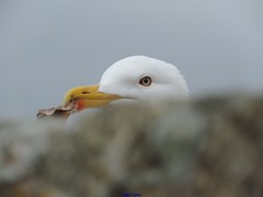 Larus michahellis