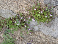 Cymbalaria muralis