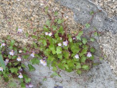 Cymbalaria muralis