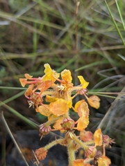 Byrsonima verbascifolia