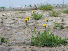 Reichardia picroides