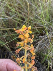 Byrsonima verbascifolia