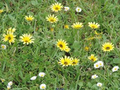 Arctotheca calendula