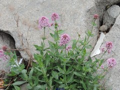 Centranthus ruber