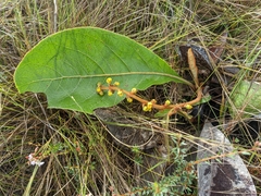 Byrsonima verbascifolia