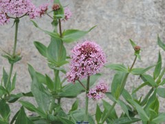 Centranthus ruber