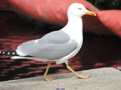 Larus michahellis