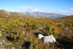 Leucadendron microcephalum