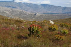 Leucadendron microcephalum