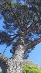 Pinus pinea