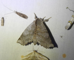 Olceclostera seraphica