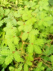 Mimosa skinneri