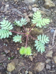 Mimosa skinneri