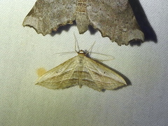 Arcobara multilineata