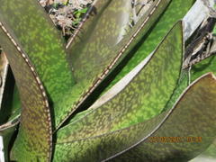 Gasteria acinacifolia