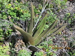 Gasteria acinacifolia
