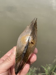 Utterbackiana suborbiculata