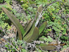 Gasteria acinacifolia