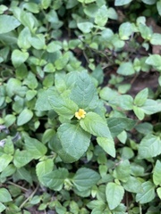 Calyptocarpus vialis
