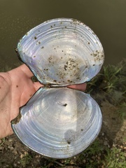 Utterbackiana suborbiculata