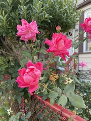 Rosa