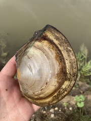 Utterbackiana suborbiculata