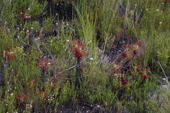 Drosera glabripes