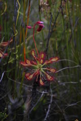 Drosera glabripes
